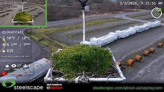 OspreyCam 2026 Live Stream