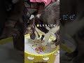 うまい…うまいぜ!おい、近いぜ…猫のちゅうた【猫のちゅうた】#cat #猫 #保護猫 #shorts