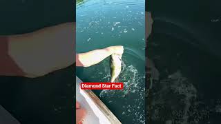 The most unique way to catch fish #facts #explore #foryou #trending #shortvideo #shorts #2026