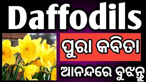 Daffodils🔥 ପୁରା କବିତା 🔥ବୁଝନ୍ତୁ | daffodils by william Wordsworth | daffodils poem in odia