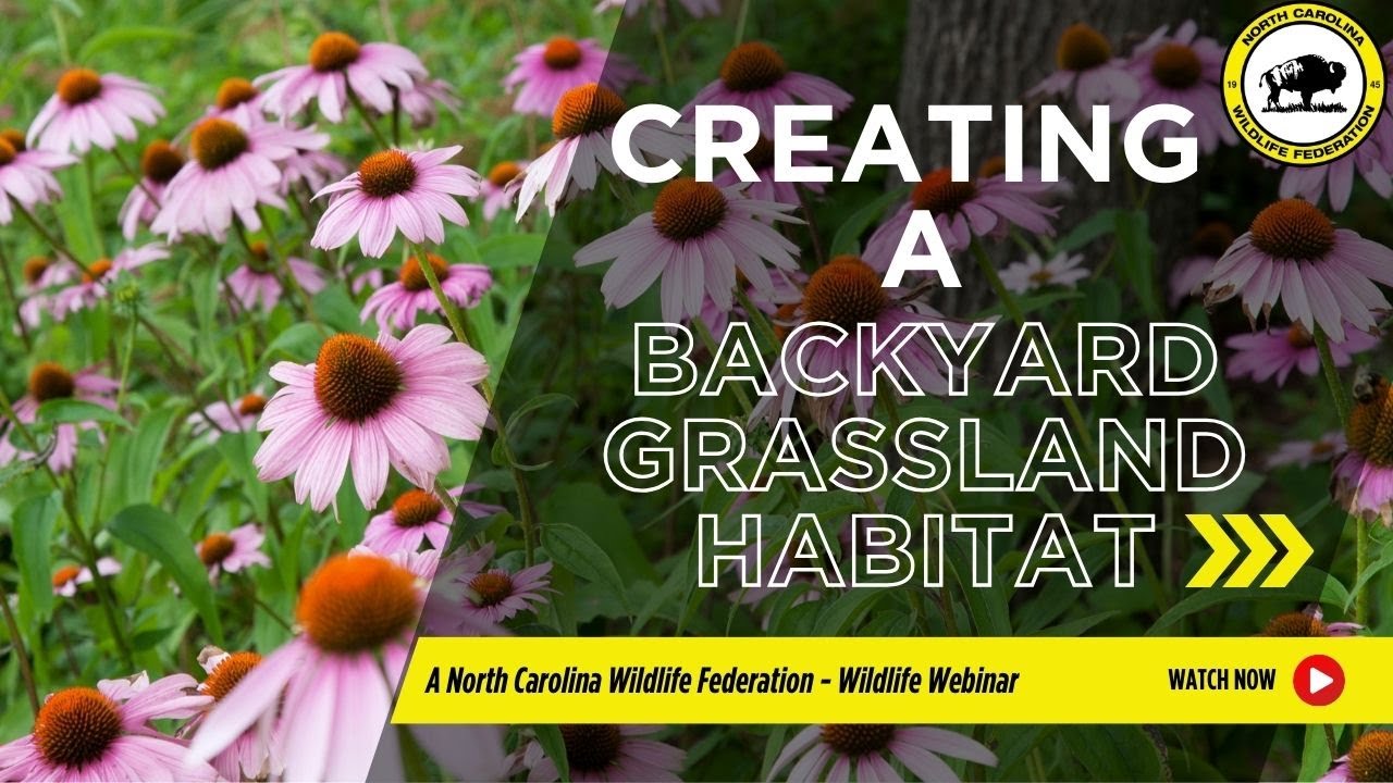 Creating A Backyard Grassland Habitat - North Carolina Wildlife Federation