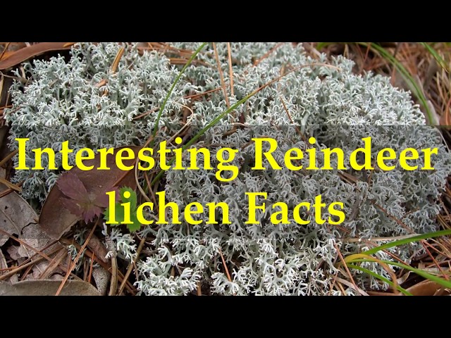 How to Build a Moss Wall With Reindeer Moss 