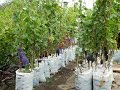 Саженцы винограда в контейнерах супер макси 2015 (Grape saplings in containers super maxi 2015)