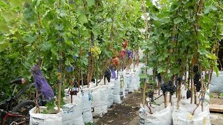 Саженцы винограда в контейнерах супер макси 2015 (Grape saplings in containers super maxi 2015)(Питомник Резникова Дмитрия, г. Лисичанск, Луганская область, Украина, тел: +380956326337, e-mail: Reznikov-dv@i.ua. В фильме..., 2016-02-03T17:27:36.000Z)