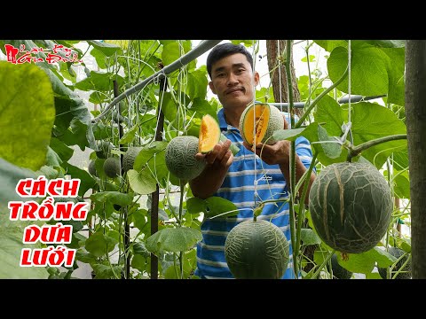 Video: Cách trồng dưa chuột trên bệ cửa sổ: hướng dẫn từng bước