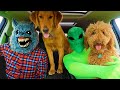 Zoeys favorite puppy surprise dancing car rides