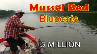 Fishing mussel beds for Blue catfish by Steve Douglas 13,170 views 1 year ago 8 minutes, 16 seconds