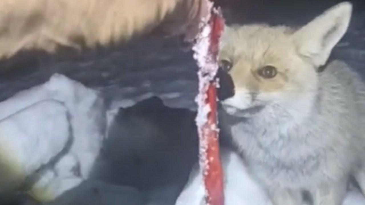 Adıyaman’da Rezip Köyü sakini, kar yağışı sonrası kapıya gelen tilkiyi besledi