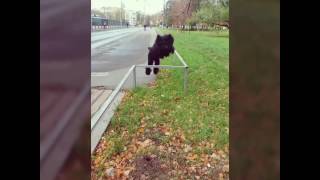 Русский черный терьер. Дрессировка. Полезные команды Русский черный терьер. Дрессировка. Полезные команды