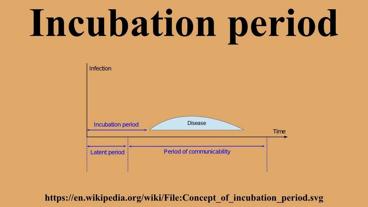Period definition. Incubation period. Incubation period of and infection. What is period. Covid period.