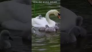 Relax VIDEO. МУЗЫКА РЕЛАКС. Relax Music Piano. HEALING MUSIC RELAX #shorts #nature #relaxmusic