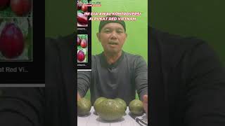 Ini Dia Alpukat Paling Viral, Alpukat Red Vietnam