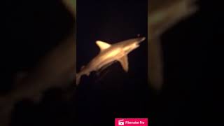 Shark north Qatar يريور شمال قطر