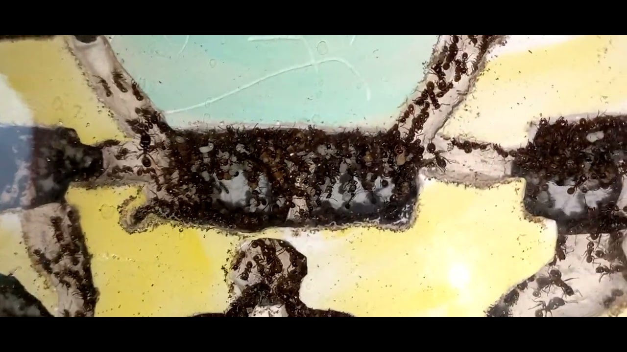 Мессор структор 95. - YouTube