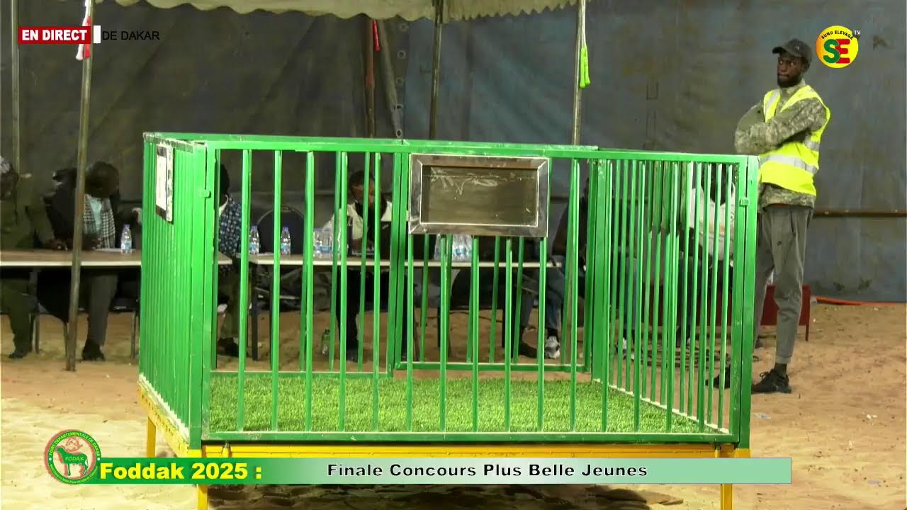 FODDAK 2025 : FINALE CONCOURS AGNELLES LA PLUS BELLE ET AGNEAUX LE PLUS BEAUX