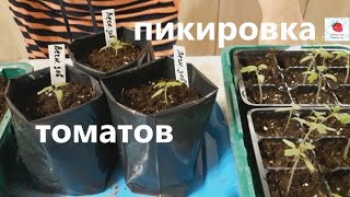 Видео Секрет сильной корневой системы у рассады томатов (автор: Ягодное Подворье)