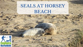 The seals at Horsey beach