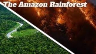 What is happening with the Amazon Rainforest?
