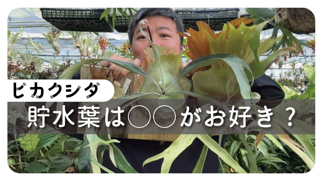新説⁉️ビカクシダの貯水葉は〇〇が好きな可能性を解説