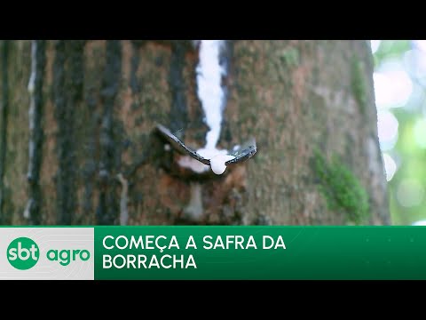 Video safra-da-borracha-movimenta-mais-de-r-20-bilhoes-no-mercado-brasileiro