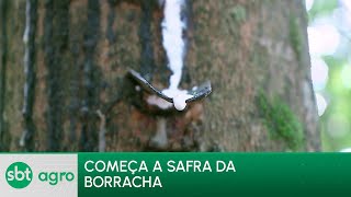 Video safra-da-borracha-movimenta-mais-de-r-20-bilhoes-no-mercado-brasileiro