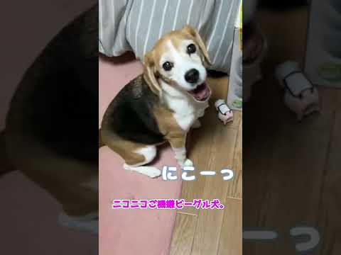 【保護犬】にっこりビーグル犬。【Beagle Dog】