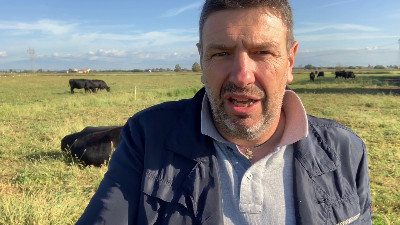 Mozzecane: i black angus di Mr. Beefy (tutti al pascolo!)