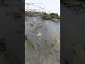 Massive Fish Swimming in Water Amazing Fish Scene #villagepond