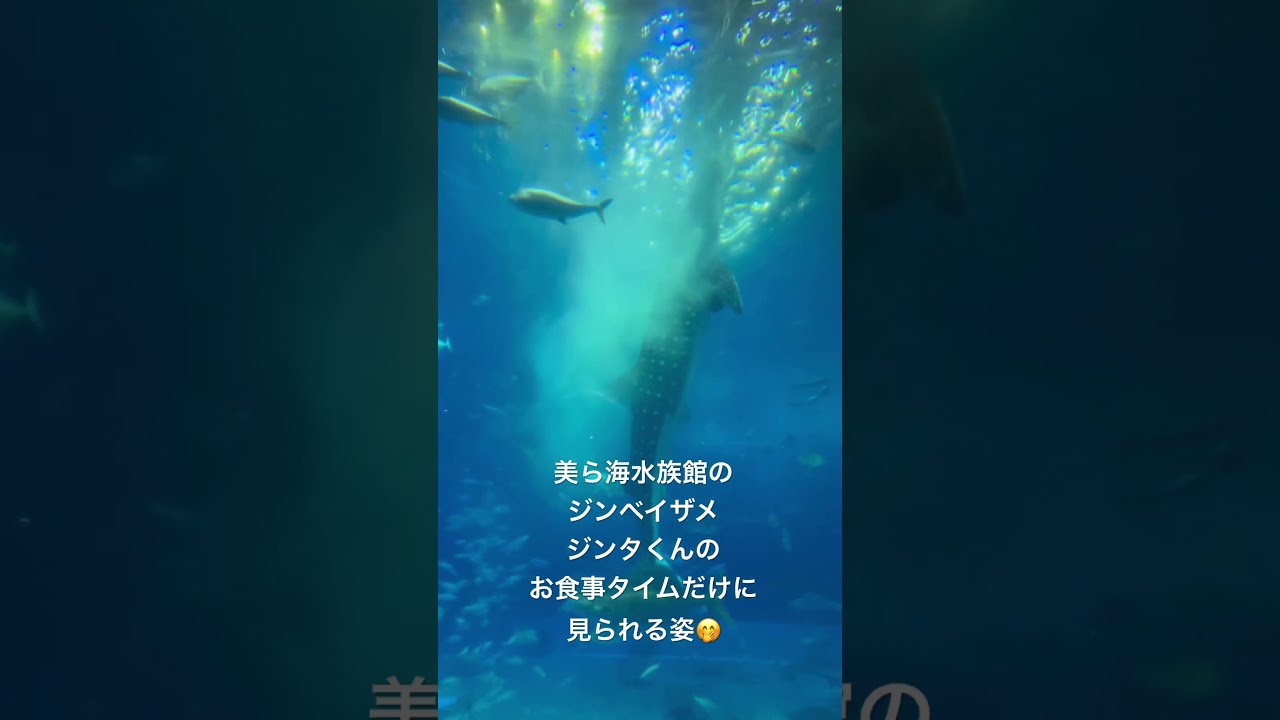 美ら海水族館 #ジンベイザメ#ジンベイザメのジンタくん#餌付け