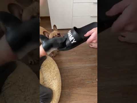 Понял не дурак.#4294 #satisfyingvideo#satisfying#oddlysatisfying#shorts