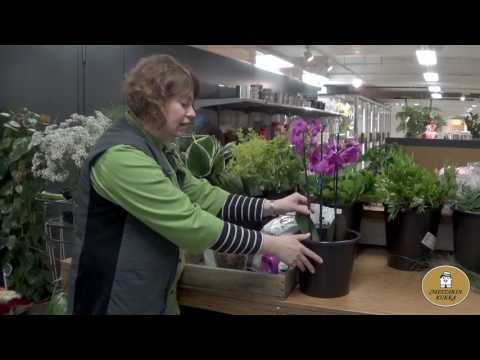 Video: Stevia-kasvien talvihoito – vinkkejä Stevia-kasvien talvehtimiseen