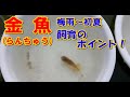 （#金魚）#らんちゅう ブリーダーの飼育記録No.164（6月17日撮影）