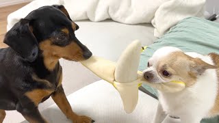 圧倒的な力の差を見せつける犬