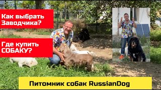 видео: Как выбрать Заводчика и ПИТОМНИК Собак в 2023 году | щенки американского булли картинка: Как выбрать Заводчика и ПИТОМНИК Собак в 2023 году | щенки американского булли