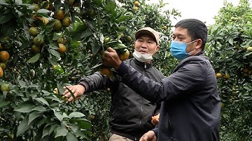 Vườn cam Canh hữu cơ trĩu quả đẹp như tranh ở Lục Ngạn