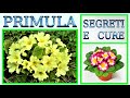 Primula, come curarla, farla fiorire e riprodurre