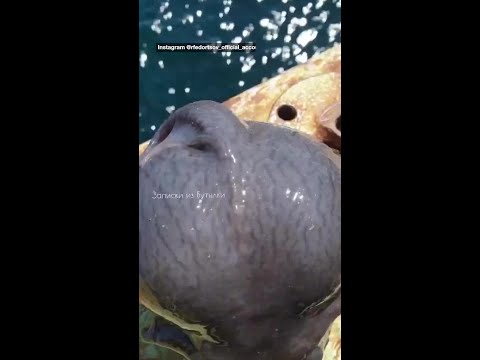 Alien or Predator Disturbing Deep-Sea Discovery