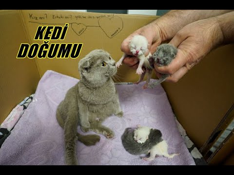 KEDİ DOĞUMU | KEDİMİZ TARÇIN DOĞURDU! İŞTE YENİ YAVRU KEDİLERİMİZ