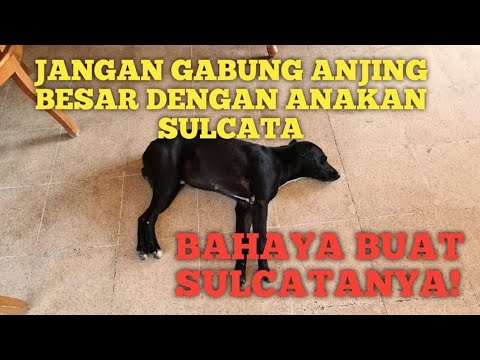 Video: Anjing Menghidu Kura-kura Afrika Jarang