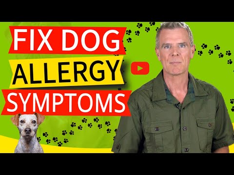 Video: Da The Vet: 4 Signs Your Dog ha allergie