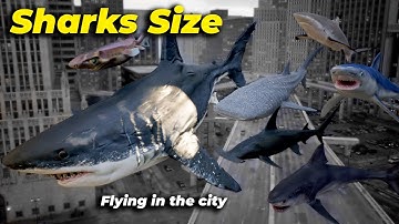 Size Comparison : Sharks Size | if Shark could Fly in the City