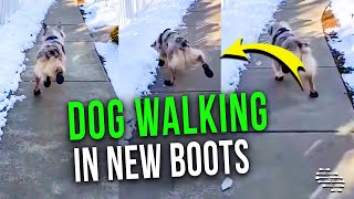 Precious Dog Walking Around in Its New Boots Outside