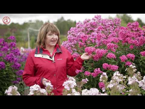 Видео: Елена Константинова: биография, творчество, кариера, личен живот