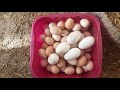 FOLLUKLARDAN YUMURTA TOPLAMA FULL KLAVUZ - CHİCKEN EGG COLLECTİNG