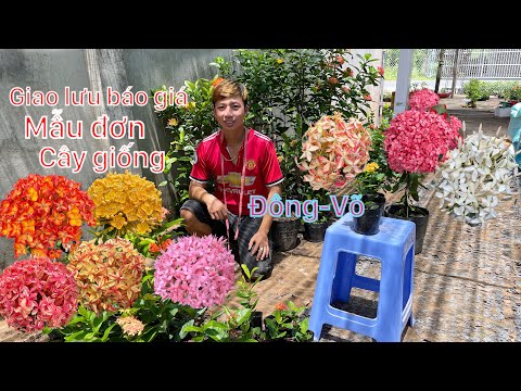 Video Gl báo giá mẫu đơn cây giống phụng hoàng,vàng... - youtube