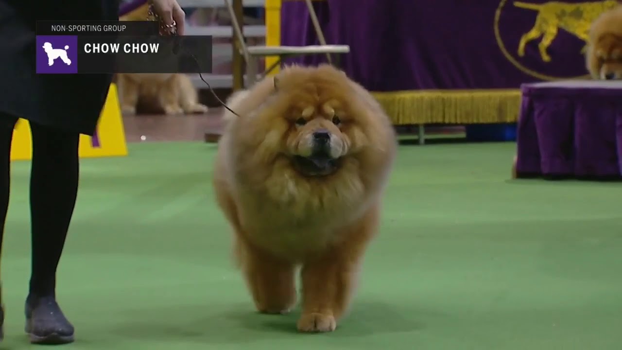 Chow Chows | Breed Judging 2019 - YouTube