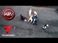 Dos perros pitbull atacaron a un hombre en el Bronx | Al Rojo Vivo | Telemundo