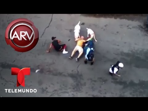 Video: Más estados que ordenan a los abusadores de animales registrarse como delincuentes