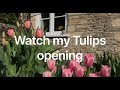 Watch my Tulips opening