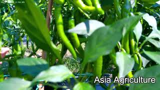 Asia Agriculture 大辣椒种植 （ 2棵 VS 1棵树的案例分享）-